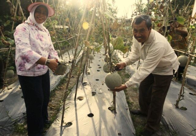 Panen Melon di Dayun, Bupati Sebut Sektor Pertanian Menjanjikan