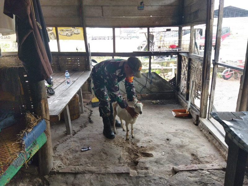 Babinsa Serka Abu Kosim Dampingi Peternak Kambing Sosialisasi PMK