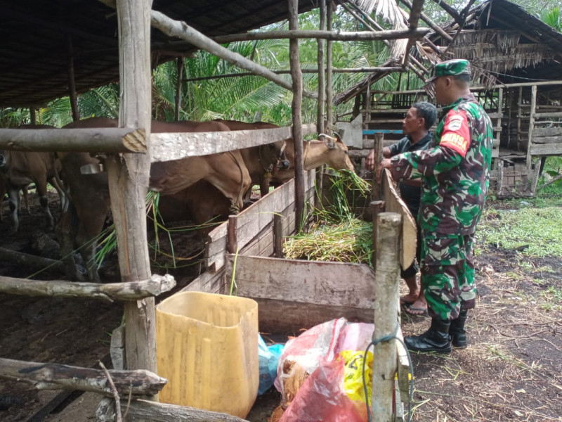 Sambangi Peternak, Serda Ansari Lakukan Pemantauan Hewan