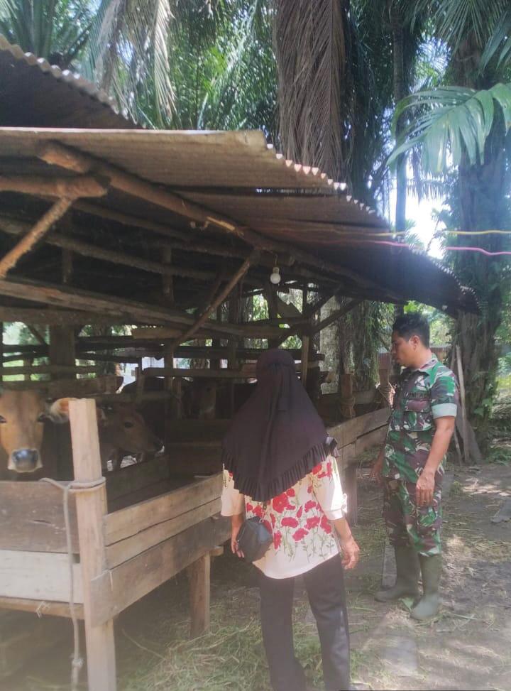 Babinsa Serma Sinurat Laksanakan Giat Pencegahan PMK