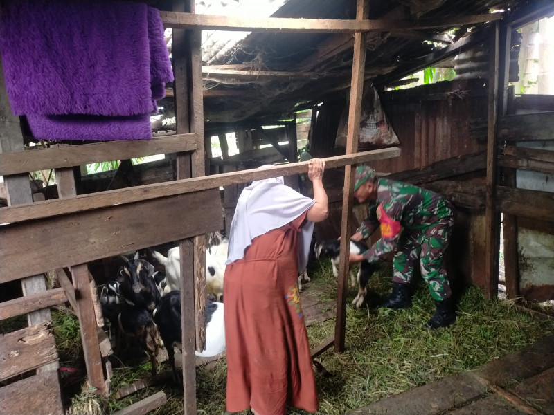 Babinsa Teluk Binjai Dampingi Peternak Kambing dan Sosialisasikan PMK di RT 10