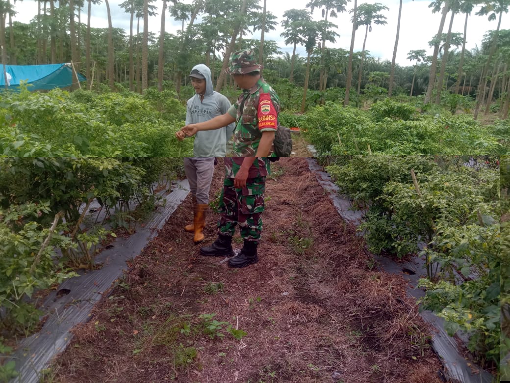 Serda Cerza Katno Laksanakan Pendampingan Kepada Petani Cabe