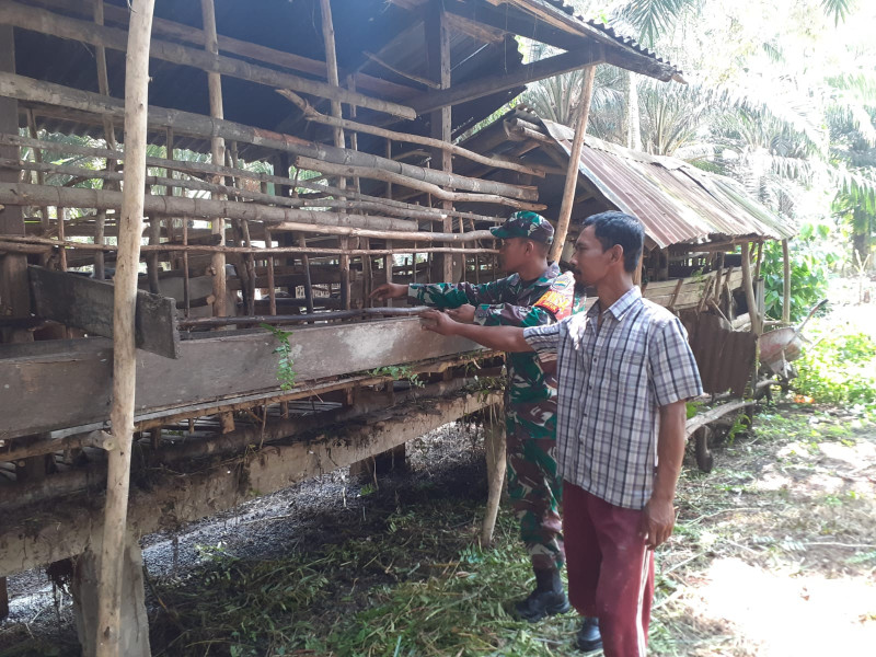 Giat Serda Andri Widodo Dampingi Peternak Guna Cegah PMK