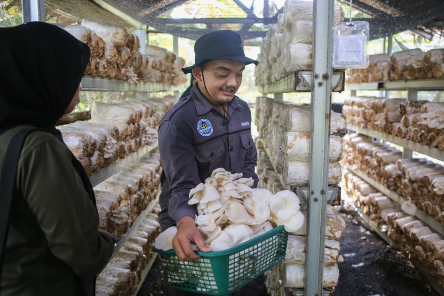Sumar Yanto Ajak Pemuda Milenial Dumai Bertani Jamur Tiram: Kreatif, Mandiri, dan Menguntungkan