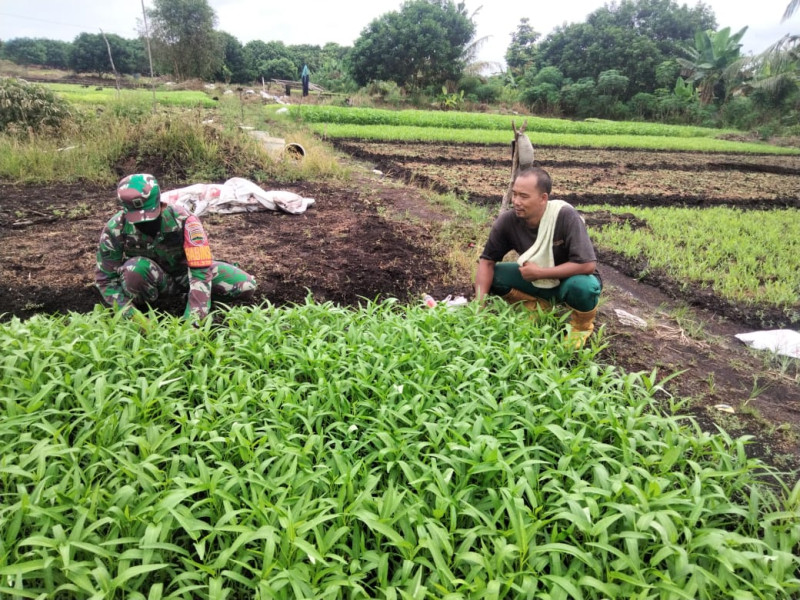 Babinsa STDI Laksanakan Pendampingan Kepada Petani Kangkung